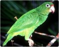 /album/fotogalerie11/puerto-rican-parrot-jpg/