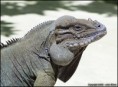 /album/fotogalerie11/species-cornuta-1-jpg/